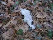 DSCN4815.jpg