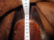 Ботинки М/57 "М1948 Boots,Service,Combat,Russet"