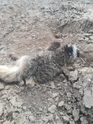 IMG_20200306_104418.jpg