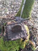 IMG_20200306_092740.jpg