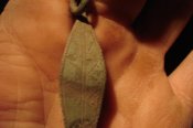 DSC00645.jpg