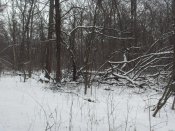 SDC13412.jpg