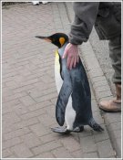 pinguin_04.jpg