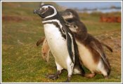 pinguin_24.jpg