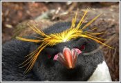 pinguin_26.jpg