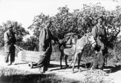 Kreta,_FallschirmjГ¤ger_mit_Esel_-_Muli.jpg