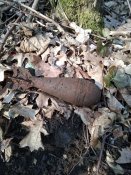 IMG_20200329_123558.jpg