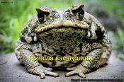 жаба.jpg