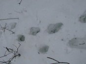 IMG_0886.JPG
