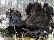 IMG_20200404_111523.jpg
