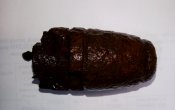 IMG_20200410_203315.jpg