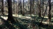 IMG_20200411_155237.jpg