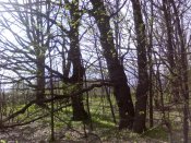 IMG_20200411_160248.jpg