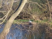 IMG_20200412_184545.jpg