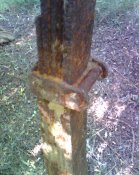 IMG2191A.jpg