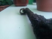 IMG_20200421_195303.jpg