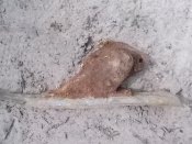 DSCN4596.JPG