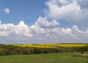 IMG_20200502_152146.jpg