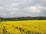 DSCN6436.JPG