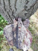 IMG_20200507_154159.jpg