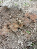 IMG_20200512_123238.jpg