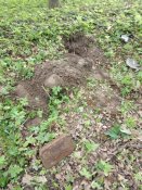 IMG_20200512_160206.jpg
