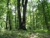 IMG_0299.JPG
