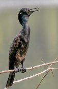 Indian_Cormorant_(Br.)_I_IMG_8092.jpg