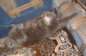 кот1.jpg
