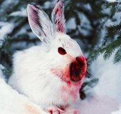 rabbkill.jpg