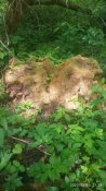 IMG_20200524_112954.jpg