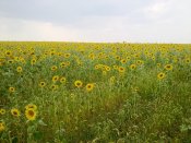 19072011539.jpg