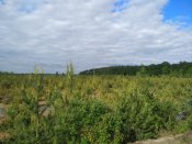 IMG_20200531_170953.jpg