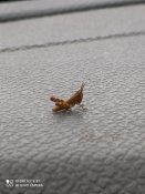 IMG_20200601_161751.jpg