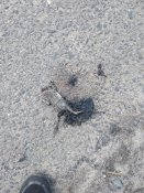 IMG_20200601_105321.jpg
