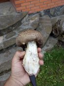 IMG_20200606_135606.jpg