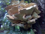 IMG_20200613_153009.jpg