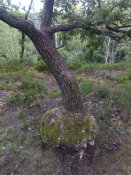 IMG_20200613_170411.jpg