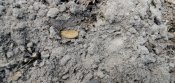 IMG_20200617_100953.jpg