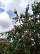 IMG_20200622_120736.jpg