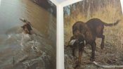 Собаководство.Охотничьи собаки.  Н.А.Марканов.