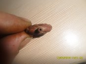 SAM_1078.jpg