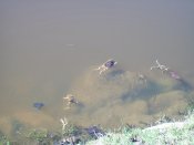 101_6453.jpg