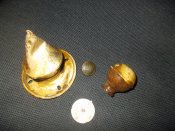 DSCN5568.jpg