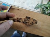 IMG_20200712_203007.jpg
