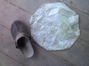 IMG03026.jpg