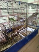 IMG_20200724_114425.jpg