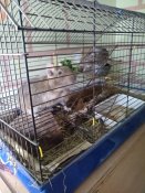 IMG_20200724_114421.jpg