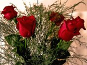 2911888_9097.jpg