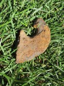 IMG_5271.JPG